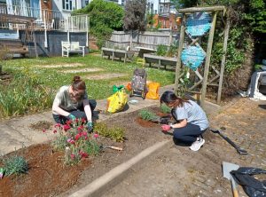 Volunteers Sarah McCafferty and Shuk (Suman) Man Ng gardening
